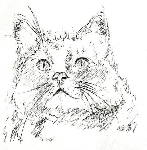 based off a cat stock image, pencil