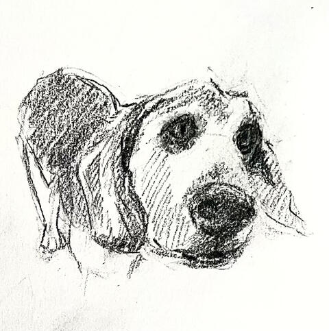 based off a dog stock image, pencil